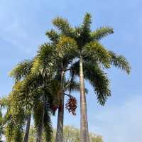 🌴 Darwin City Walk – Australia’s Laid-back Tropical Gem 🇦🇺