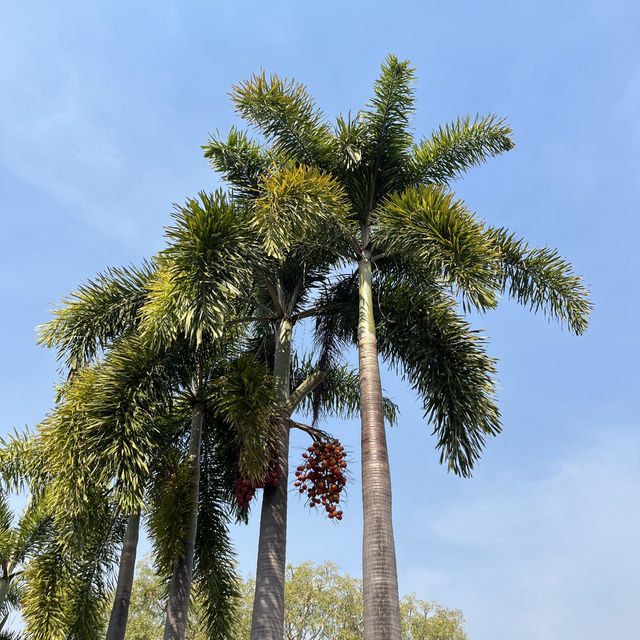 🌴 Darwin City Walk – Australia’s Laid-back Tropical Gem 🇦🇺