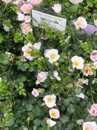 Boramae Park, Seoul – A Peaceful Urban Green Space