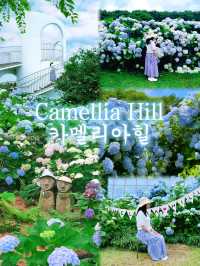 🩷 山茶花之丘  Camellia Hill 카멜리아힐 💜