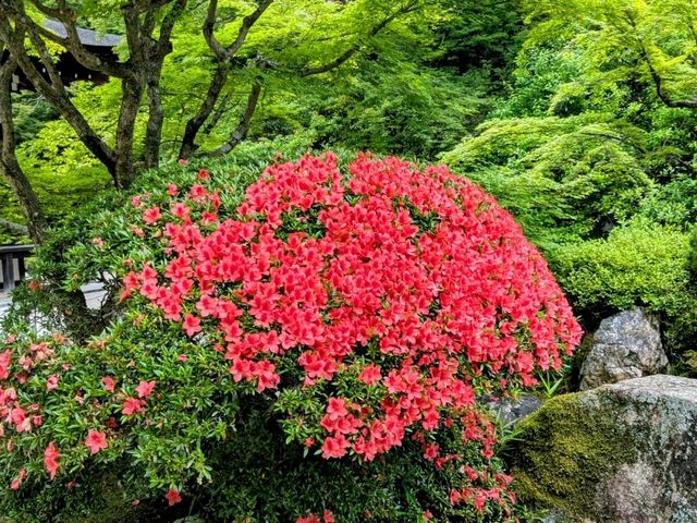 京都 | 方丈庭園，知恩院面向北條的名勝庭園