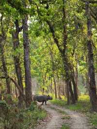 Chitwan National Park