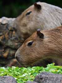 KL Wild Side: Leap Into Zoo Negara’s Jungle Adventure 