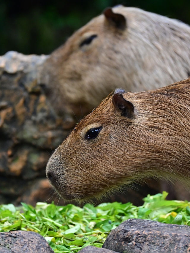 KL Wild Side: Leap Into Zoo Negara’s Jungle Adventure 