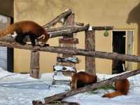跟著企鵝走！北海道高人氣旭山動物園雪季巡禮