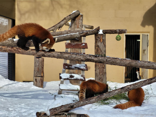 跟著企鵝走！北海道高人氣旭山動物園雪季巡禮