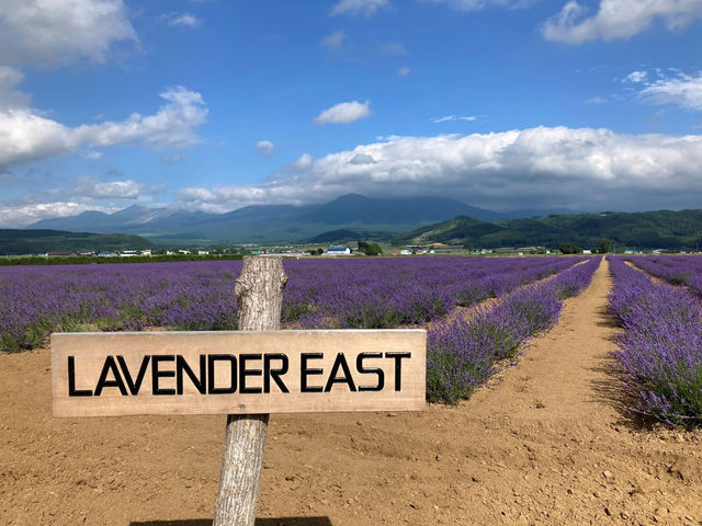 送上最新 #富田農場🇯🇵 薰衣草花況 🪻
