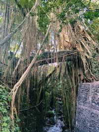Nature, Myths & Monkeys: A Sacred Walk Through Ubud Monkey Forest