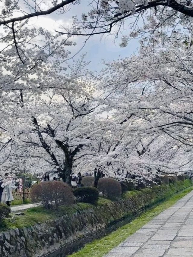 京都必去景點（七）哲學之道⛩️京都漫步  