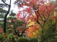 秋意盎然的都心秘境日比谷公園