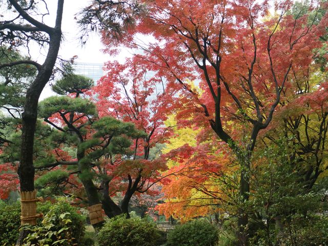 秋意盎然的都心秘境日比谷公園
