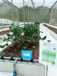 A Taste of Genting’s Fresh Side at Uncle Andy Farm