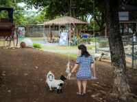 ความน่ารักของเขาใหญ่ในวันนี้ Mini Zoo 
