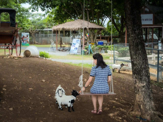 ความน่ารักของเขาใหญ่ในวันนี้ Mini Zoo 
