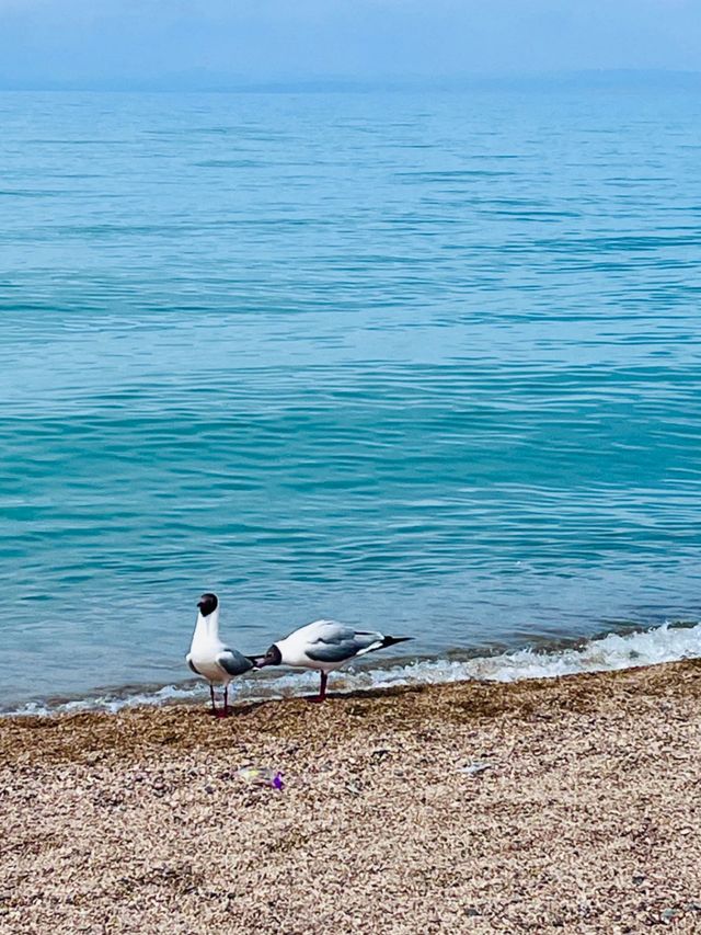 The Sacred Blue: Qinghai Lake and the Soul of the Plateau