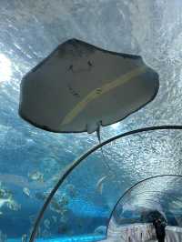 🐬 Fun & Budget-Friendly: Changsha Sea World🪼