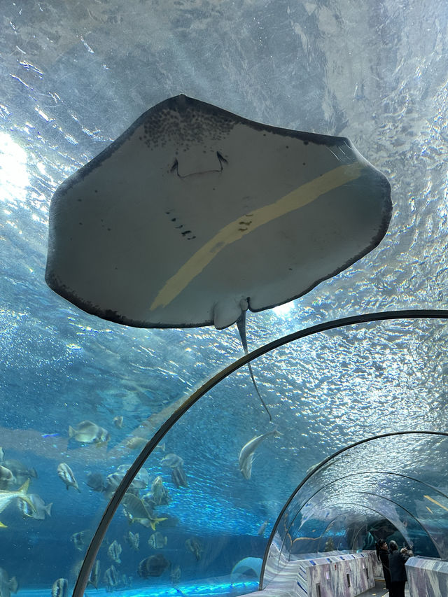 🐬 Fun & Budget-Friendly: Changsha Sea World🪼