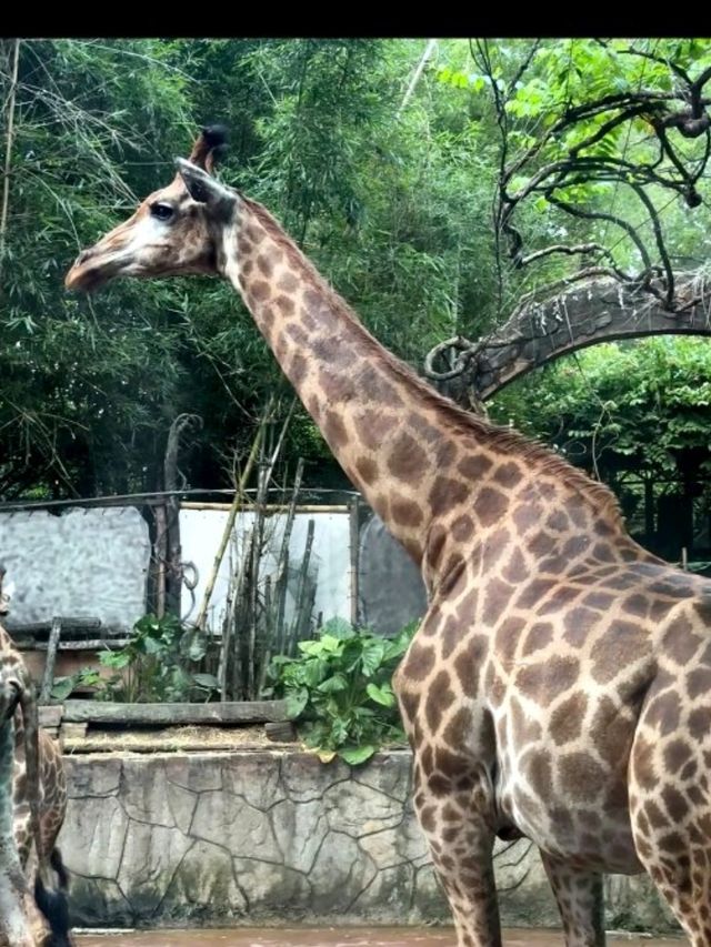 【順德攻略】2大1 小看長鹿🦒看老虎🐯