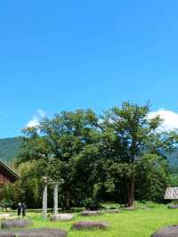 아침 산책은 보너스 선물같아요 🌞
