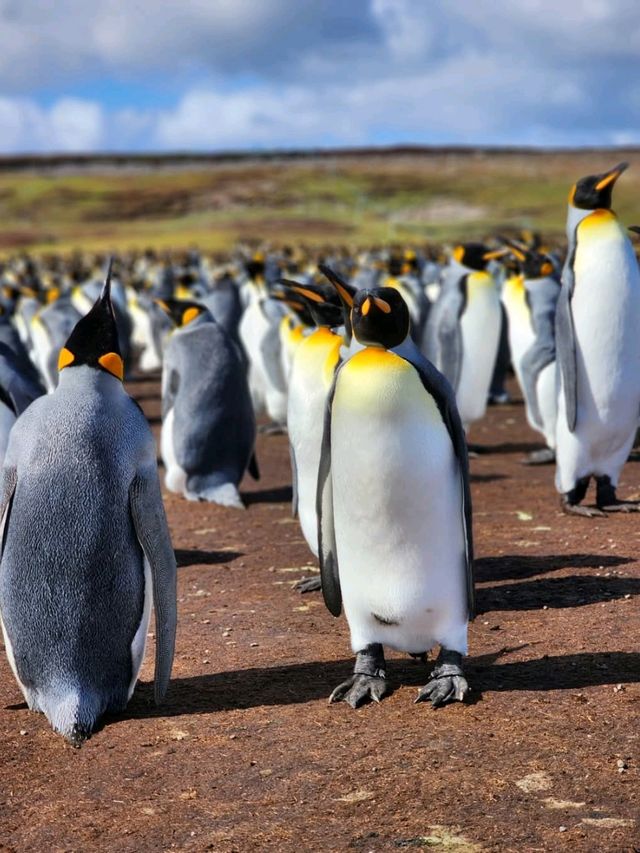 Penguin Paradise and Windy Wonders at Volunteer Point