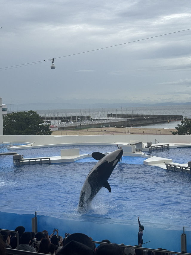 ★いまをときめく水族館★神戸須磨シーワールド