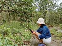 รับลมหนาว อุทยานแห่งชาติภูเรือ เลย