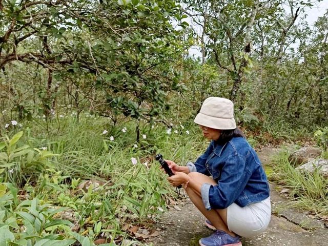 รับลมหนาว อุทยานแห่งชาติภูเรือ เลย
