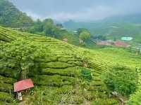 A spectacular panoramic view of the tea plantation🌸🌳🌲👫😎