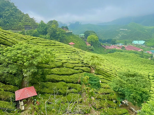 A spectacular panoramic view of the tea plantation🌸🌳🌲👫😎 A spectacular panoramic view of the tea plantation🌸🌳🌲👫😎