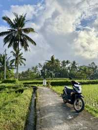 🌾 Morning Bliss in Ubud’s Green Heart