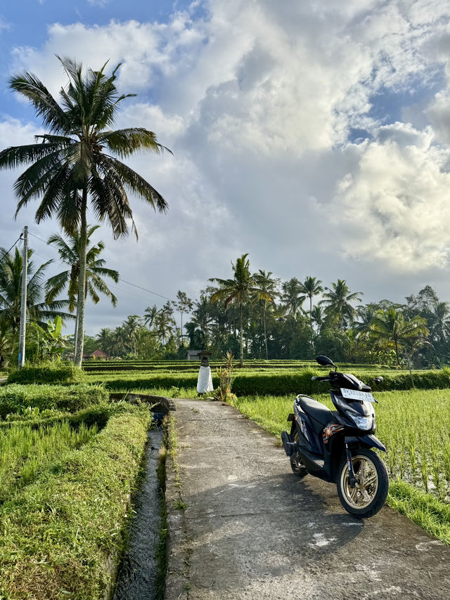 🌾 Morning Bliss in Ubud’s Green Heart 🌾 Morning Bliss in Ubud’s Green Heart