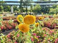 鳥取花迴廊（とっとり花回廊）-8月水上花壇向日葵