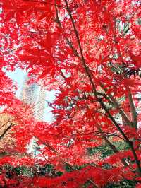 🍁【秋の乃木坂さんぽ 〜紅葉と公園から赤坂・六本木へ〜】