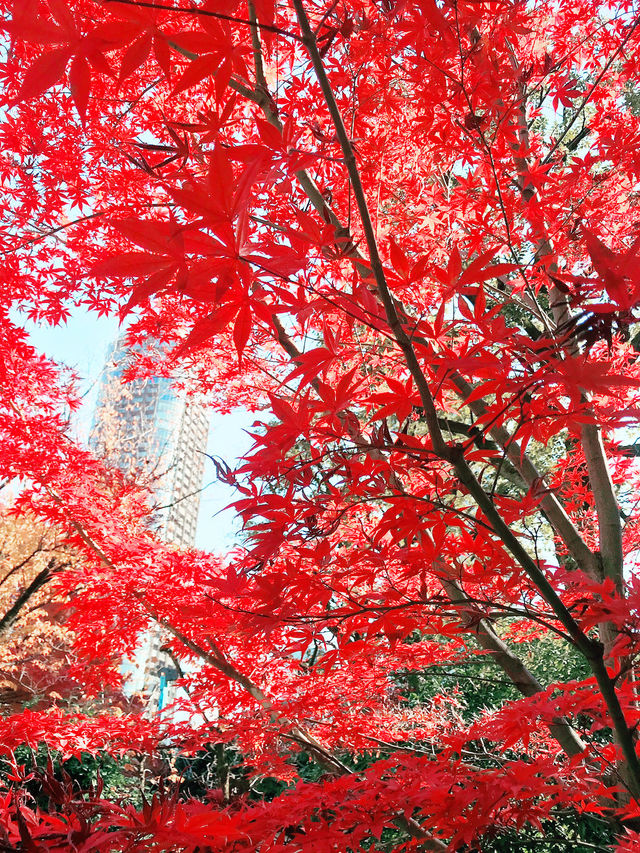 🍁【秋の乃木坂さんぽ 〜紅葉と公園から赤坂・六本木へ〜】