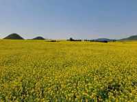 Luoping - Sea of Rapeseed Flowers in Yunnan.
