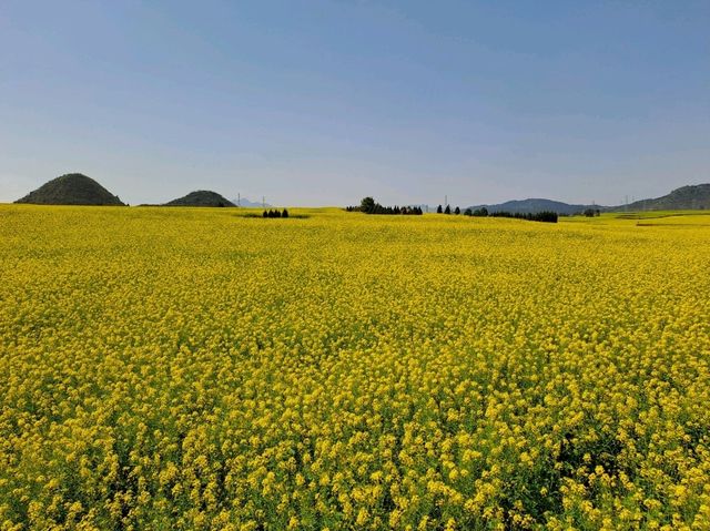 Luoping - Sea of Rapeseed Flowers in Yunnan. Luoping - Sea of Rapeseed Flowers in Yunnan.