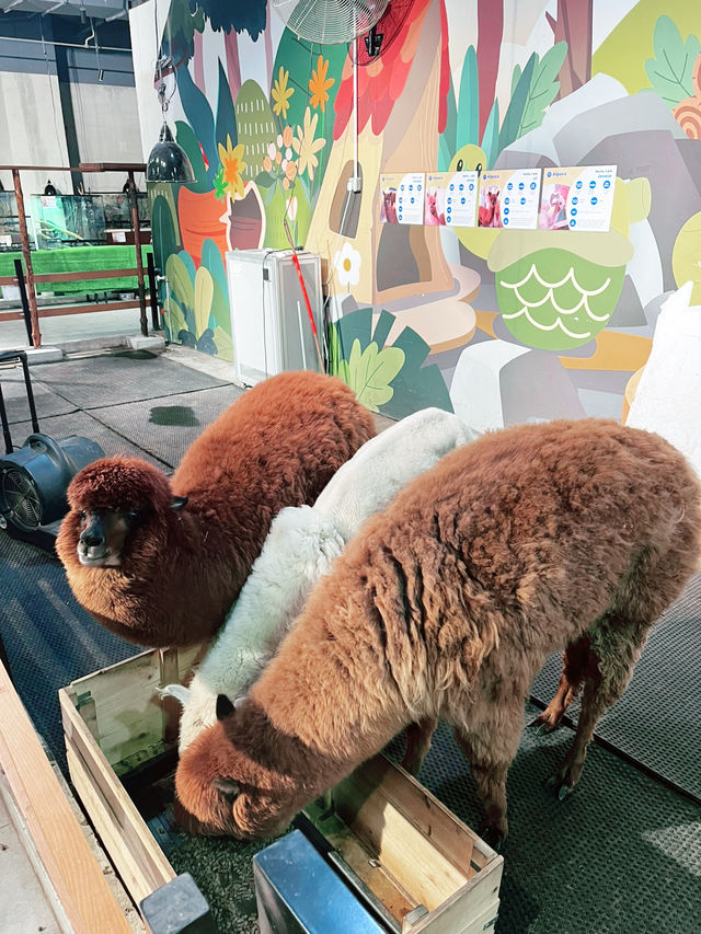 Just Farm Damansara: A Must-Visit Animal Wonderland for Kids! Just Farm Damansara: A Must-Visit Animal Wonderland for Kids!