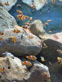🌊✨ VinWonders Phu Quoc – โซน Aquarium