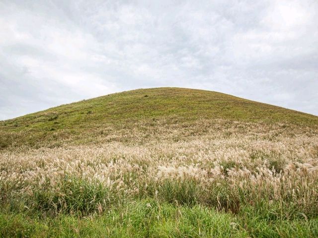 🌋 새별오름 – 억새 물결이 장관인 오름 🌋 새별오름 – 억새 물결이 장관인 오름