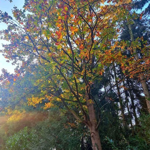 Fairytale Forest (Efteling)