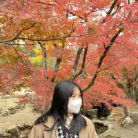 🍂 นาราในช่วงใบไม้เปลี่ยนสี… ใบไม้ร่วงเป็นพรมสีทอง