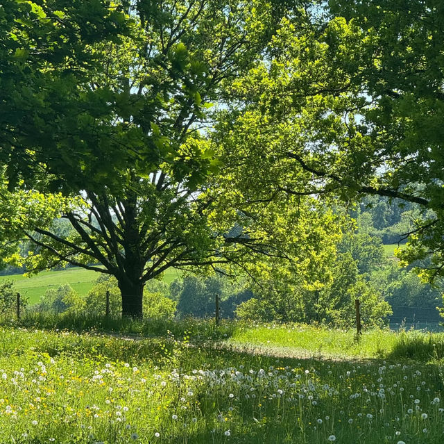 Eichenhain Stuttgart – A Woodland Nature Reserve