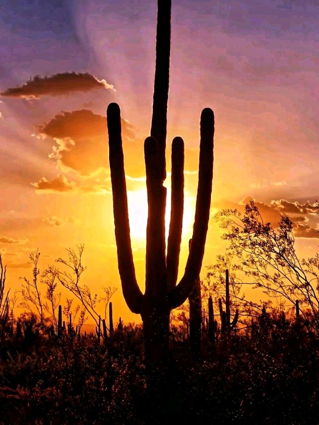 🌵 Saguaro National Park – Where Giants of the Desert Stand Tall