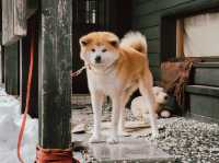 “Winter is coming เส้นทาง Tohoku ที่อบอุ่นหัวใจ”