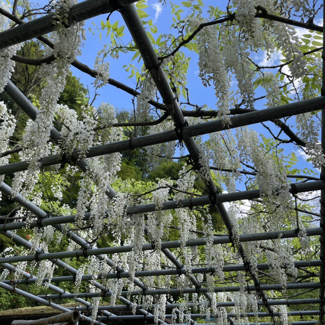 【東京町田】美しい池と植物の楽園 【東京町田】美しい池と植物の楽園