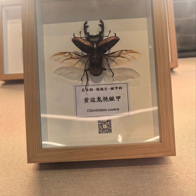嶺南名園順德清暉園