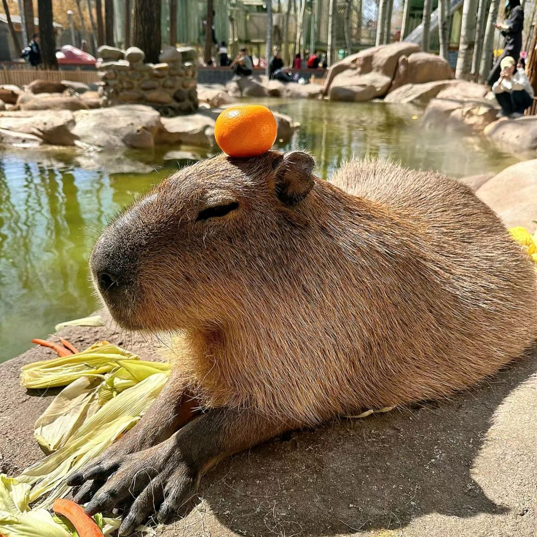 Kebun Binatang Beijing adalah tempat yang layak untuk dikunjungi. Di sini terdapat berbagai macam hewan, beberapa di antaranya sangat langka untuk dilihat. Tempat ini juga merupakan pusat konservasi untuk panda raksasa. Siapa pun yang datang ke sini pasti akan sangat terkesan. Semua hewan terlihat hidup dan ceria, selalu siap menyambut para wisatawan.
Dari kapibara dengan jeruk di atas kepala mereka, panda merah yang mengejutkan Anda dari dekat, flamingo yang indah, hingga sifat panda yang suka bermain, ini adalah tempat lain yang tidak boleh Anda lewatkan.