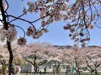 河口湖櫻花季