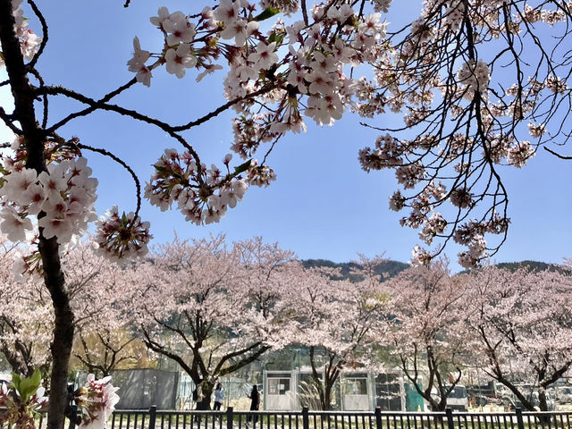 河口湖櫻花季