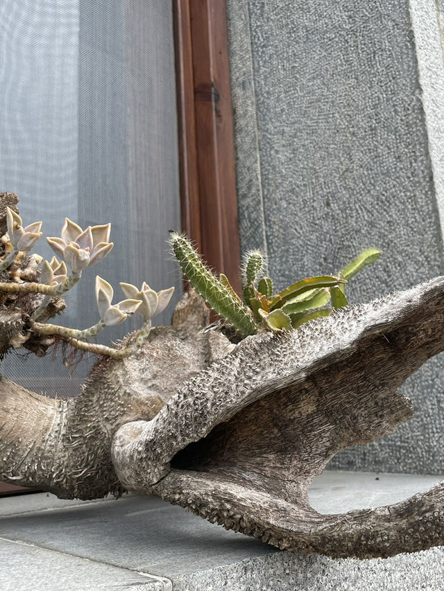 馬祖南竿｜九榕閣無菜單料理：紅糟入味、漁獲當令，半山腰餐桌的島嶼饗宴